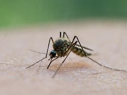 Dritter Todesfall im Zusammenhang mit Malaria nahe Frankfurter Flughafen