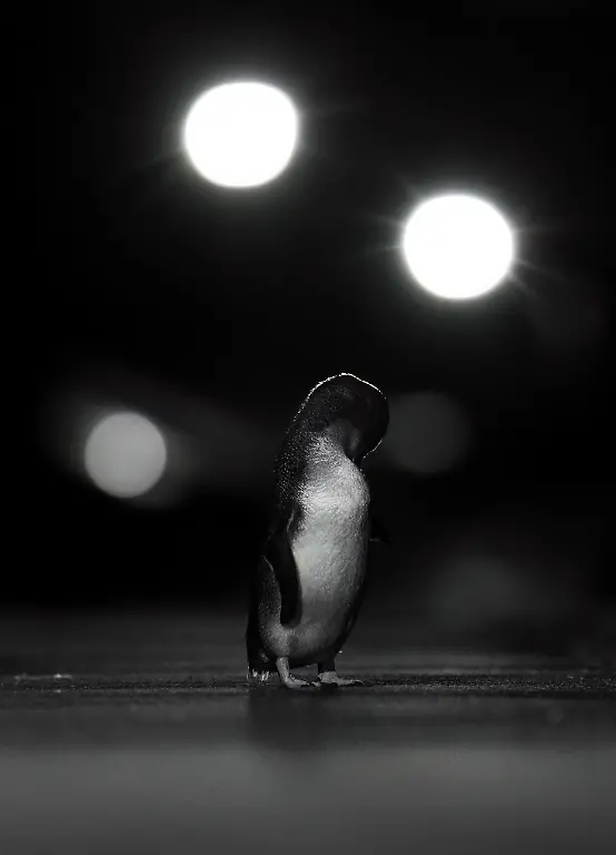 BRONZE - Black and White - Promenade Preening by Julian Terreros-Martin