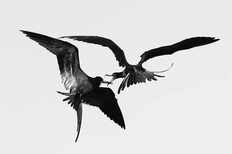 BRONZE - Bird Behaviour - Kleptoparasitism by Bernhard Schubert