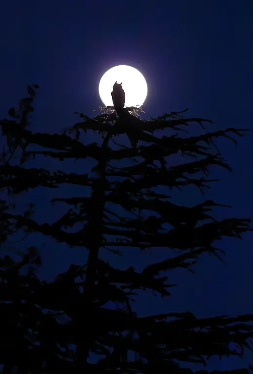 YOUTH OVERALL WINNER - Moonlit Night by Parham Pourahmad