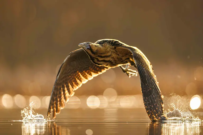 BRONZE - Birds in Flight - Lord of the Reedbeds by Patryk Kurc