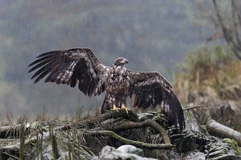 SILVER - Bird Behaviour - Spread Eagle by Mark Carwardine
