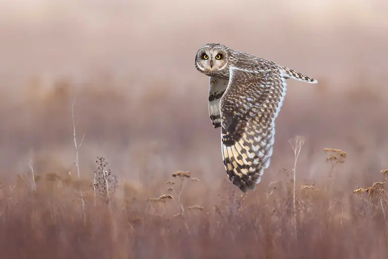GOLD - Birds in Flight - Eye-to-Eye with a Short-Eared Owl by Ivan Sjögren