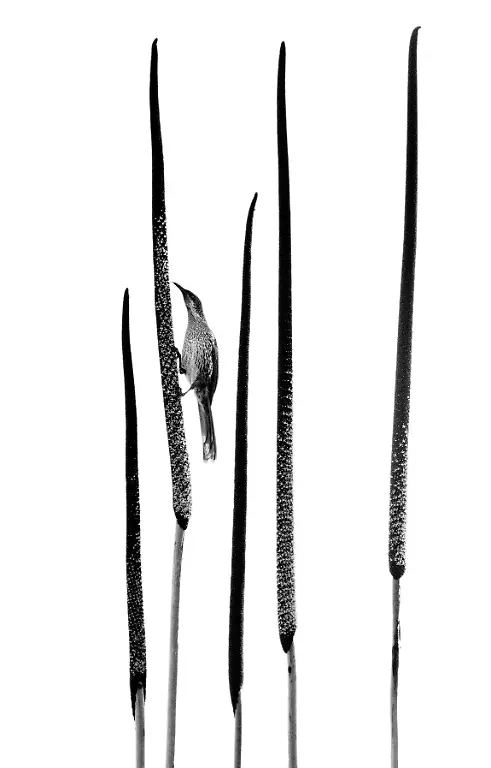 SILVER - Black and White - Grass Tree by Raoul Slater