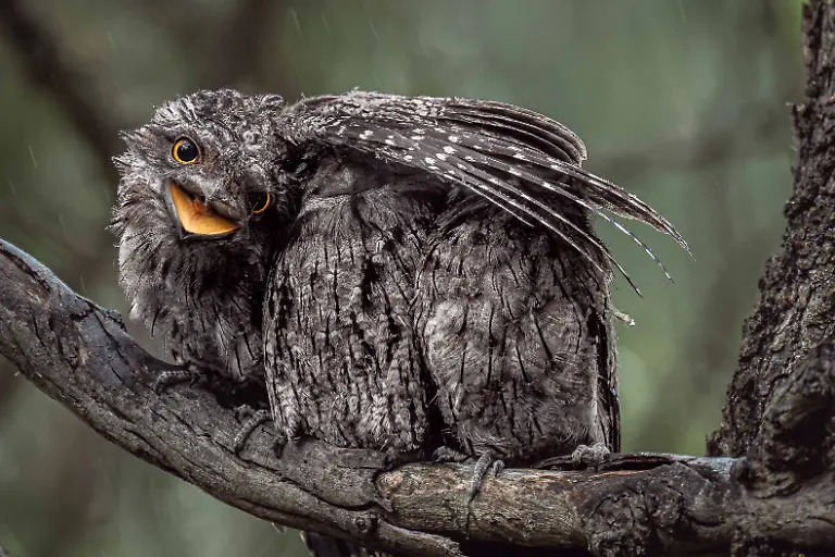 GOLD - Bird Behaviour - I'm Keeping Everyone Dry by Donald Chin