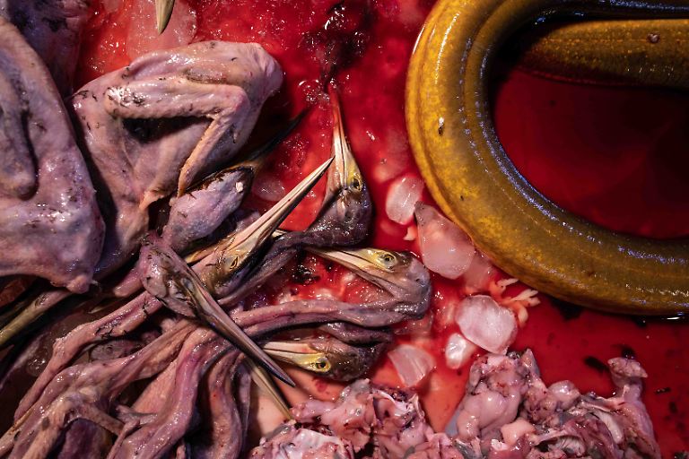 SILVER - Conservation (Single Image) - Birds in the Red by Yann Bigant