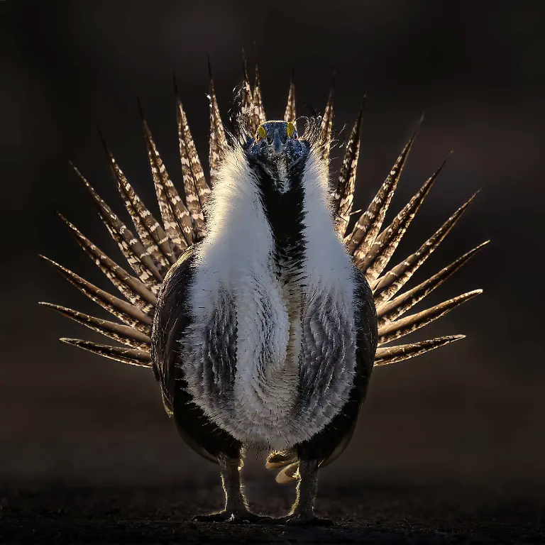GOLD - Best Portrait - Radiant by Thomas Deliberto