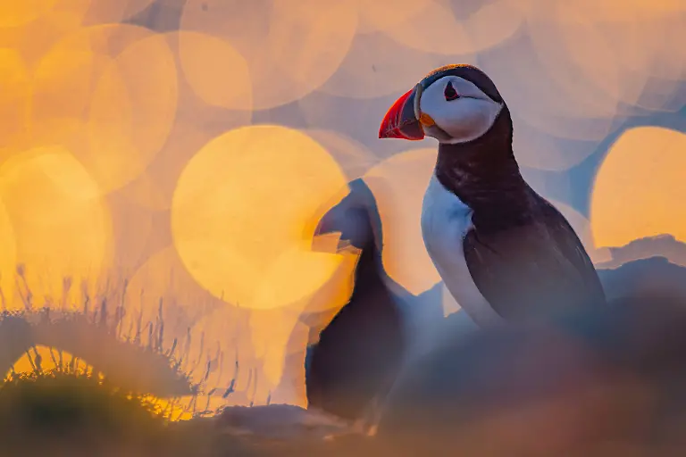 SILVER - Best Portrait - Sunset Puffin by Volker Widmann