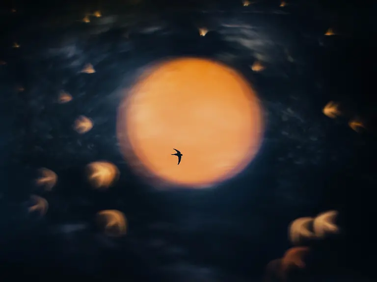 GOLD - Creative Perspectives - Sundance by Åsmund Keilen