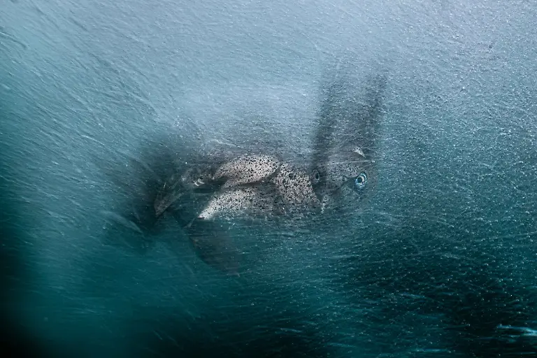 SILVER - Creative Perspectives - Turbulence by Henley Spiers