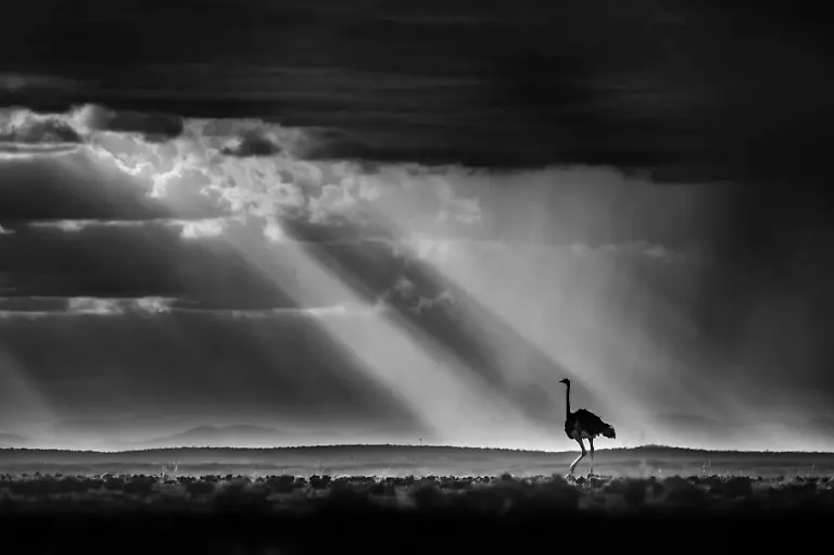 GOLD - Black and White - An Ostrich Horizon by Rahul Sachdev
