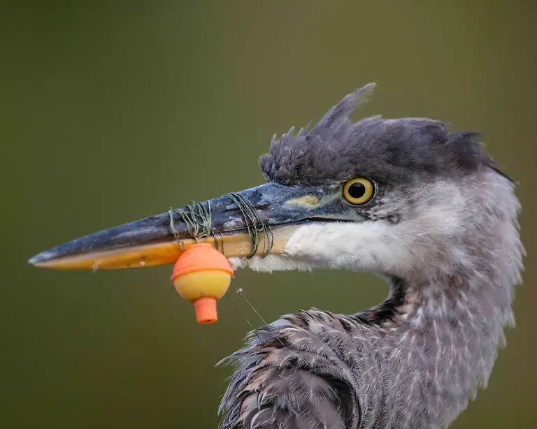 GOLD - Conservation (Single Image) - Not a Good Day Fishing by Kent Stuart