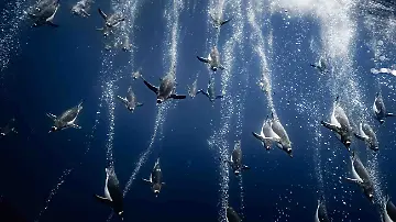 BRONZE - Birds in the Environment - Back to Fishing by Romain Barats