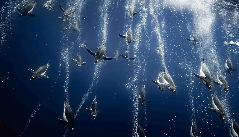 BRONZE - Birds in the Environment - Back to Fishing by Romain Barats