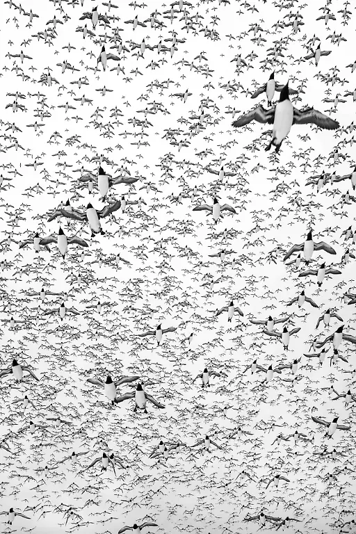 SILVER - Birds in Flight - Patterns by Alex Pansier
