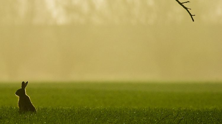 Ostern naht, der Hase spitzt die Löffel: Wagt es die Ratingagentur, Washington die Bestnote zu entziehen?