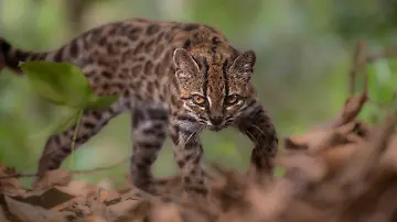 epi_1076329019_REUTERSFOTO_2026-09-17T154146Z 238128909 RC2KANAC4Y4W RTRMADP 3 SCIENCE-CAT.JPG_Leopardus tilcayo ca