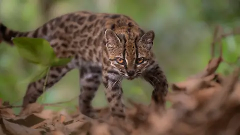epi_1076329019_REUTERSFOTO_2026-09-17T154146Z 238128909 RC2KANAC4Y4W RTRMADP 3 SCIENCE-CAT.JPG_Leopardus tilcayo ca