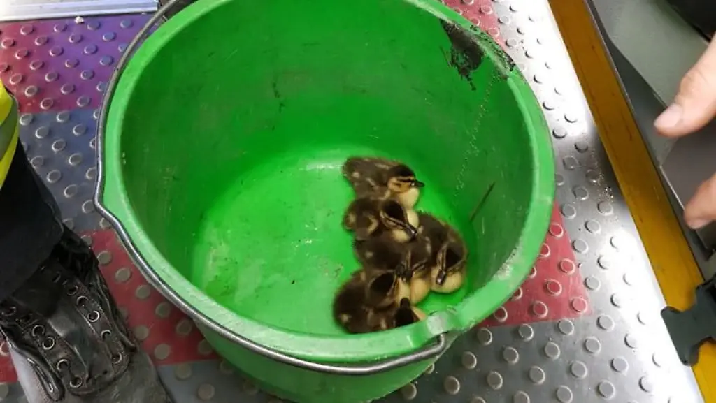 diegerettetenTierchen