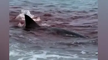 hai
