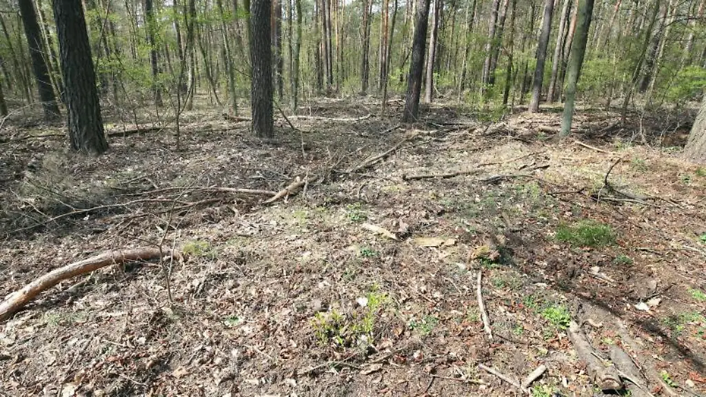 Ausgetrockneter-mit-Reisig-bedeckter-Boden-in-einem-Waldgebiet-rund-um-den-Mueggelsee