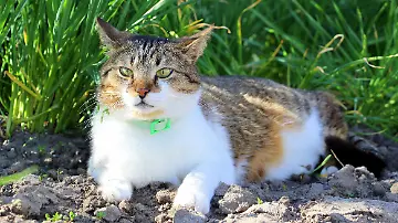 Katze mit Flohhalsband