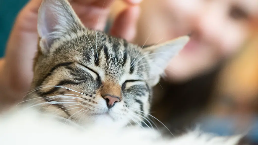 bdc31c94e3f11d26fbc4493efb6577cf