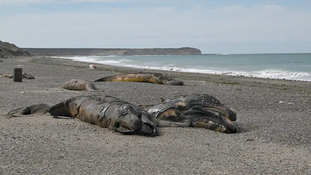 AFP__20260924__C9847CW__v1__HighRes__ArgentinaEnvironmentAnimal