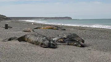 AFP__20260924__C9847CW__v1__HighRes__ArgentinaEnvironmentAnimal