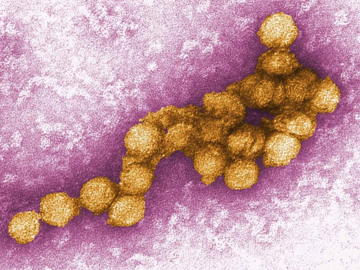 West-Nil-Virus breitet sich in Europa aus – auch Deutschland betroffen