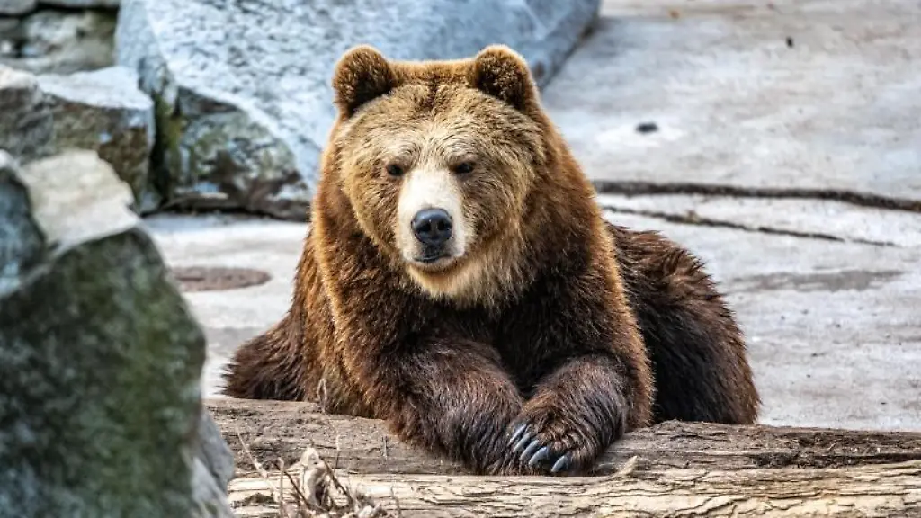 Ein-Braunbaer-liegt-im-Gehege-eines-Tierparks