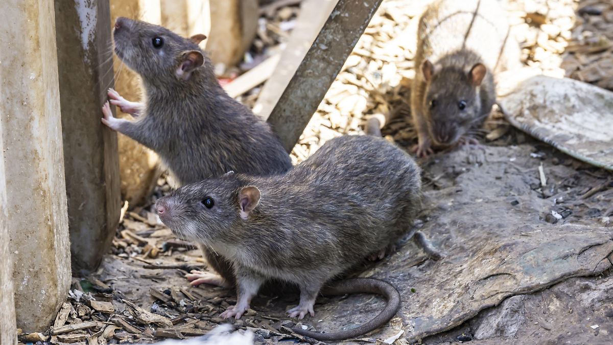 Pandemie, Gewalt, Chaos: Auf Jo Nesbos "Insel der Ratten" bricht die Apokalypse los