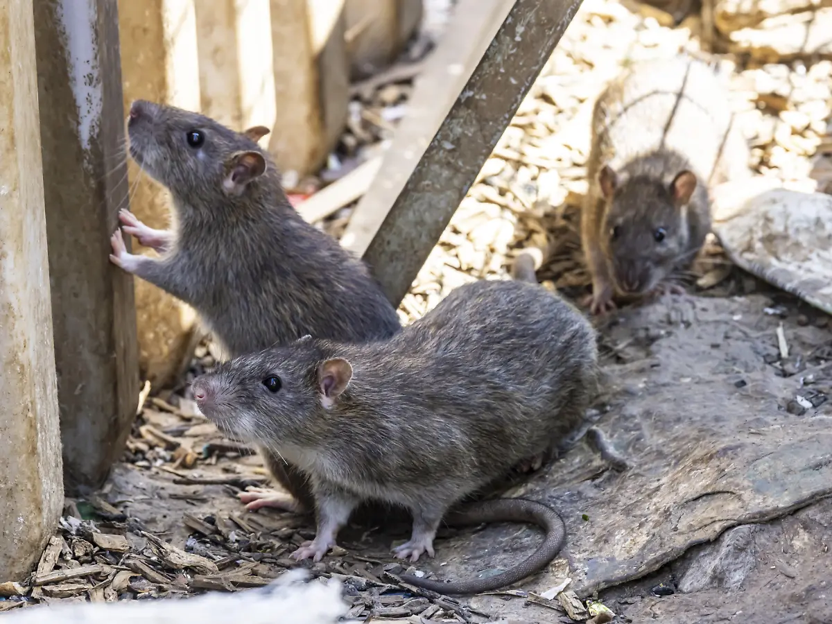 Pandemie, Gewalt, Chaos: Auf Jo Nesbos "Insel der Ratten" bricht die Apokalypse los