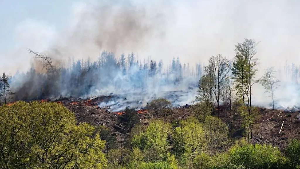 Rauch-steigt-ueber-einem-Waldstueck-bei-Gummersbach-auf