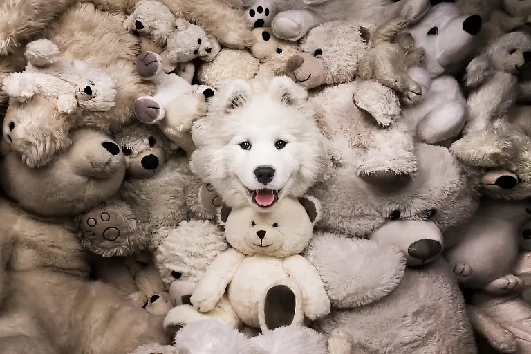 The-real-teddy bear-rhea-nellen-tierfotografie-Druck