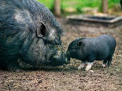 Lass die Sau raus! : Schwein darf nicht in Altbauwohnung gehalten werden