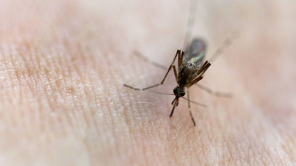Mosquito close-up illustrating vector-borne infection risk