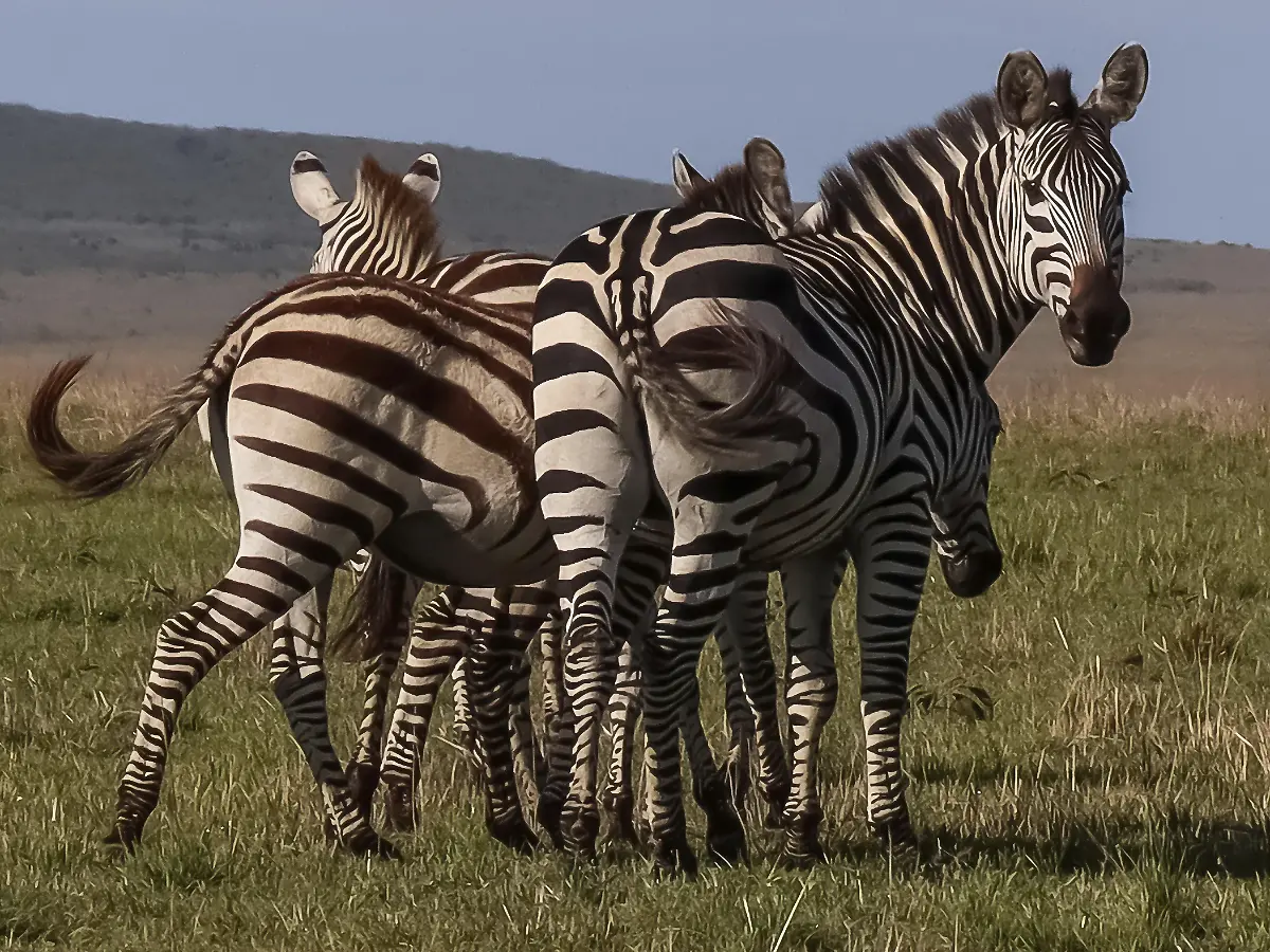 30 Menschen an Bord: Flugzeug muss nach Kollision mit Zebra Bauchlandung absolvieren