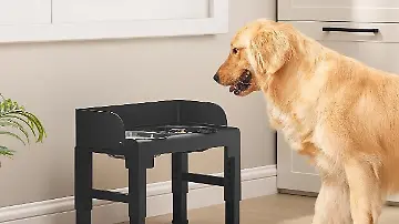 hund-prime-day-26