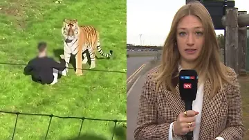 tiger