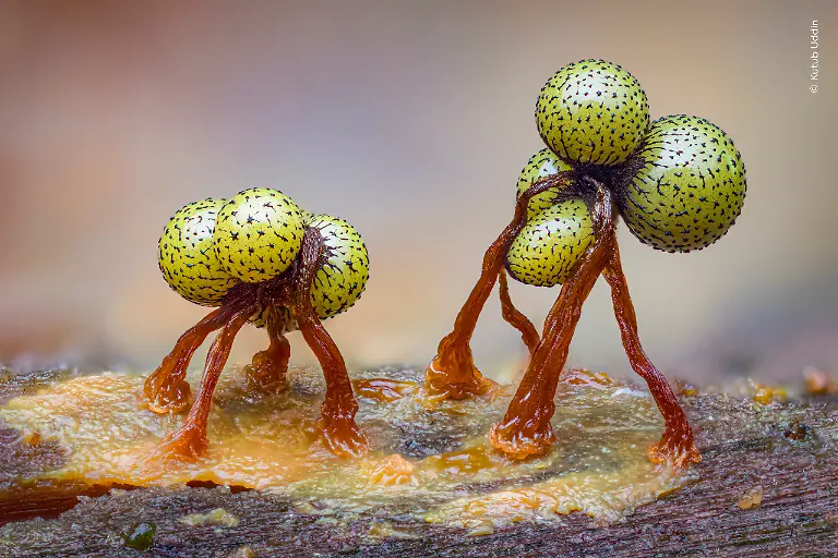 © Kutub Uddin