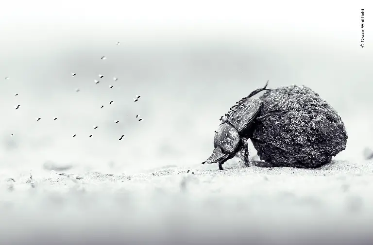© Oscar Whitfield