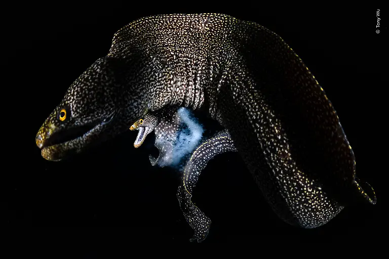 © Tony Wu