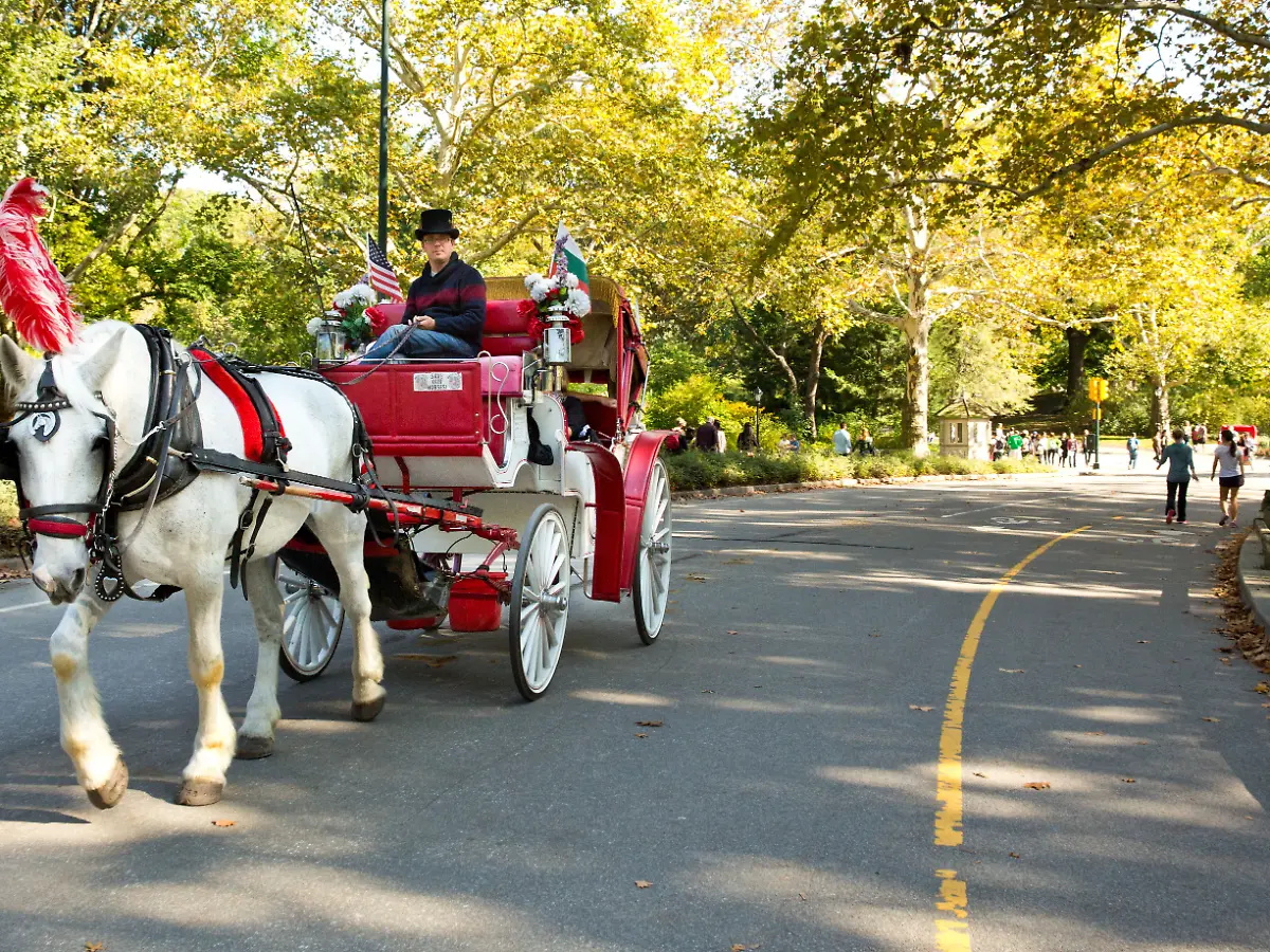 New York: Pferdekutschen im Central Park vor dem Aus