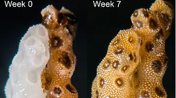Korallen (1)