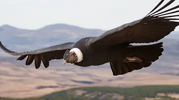 Energieverbrauch Vögel beim Fliegen