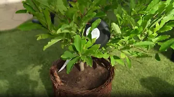 WVSER26Gartengrab