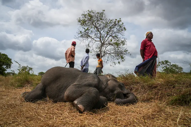 2026-10-14T230417Z_1637737369_RC2RSFAYPWG7_RTRMADP_3_SRILANKA-ELEPHANTS