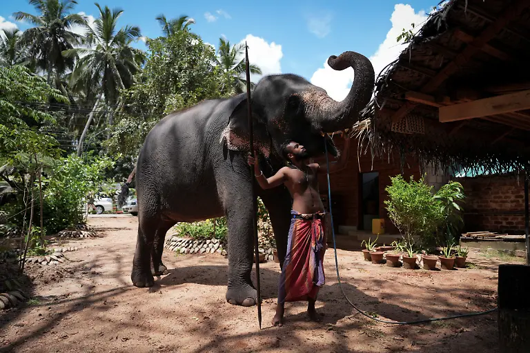 Elephant caretaker Mokshan2
