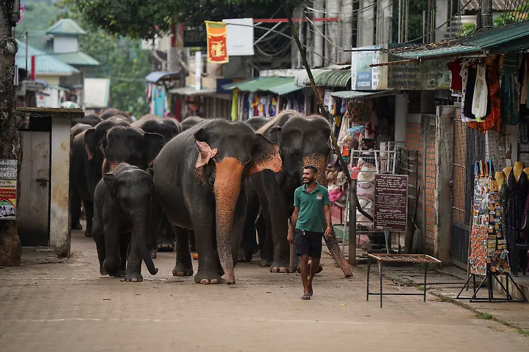 2026-10-14T230428Z_316437378_RC2X2EAN789J_RTRMADP_3_SRILANKA-ELEPHANTS